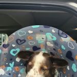 Bluegrass Veterinary Vision