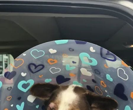 Bluegrass Veterinary Vision