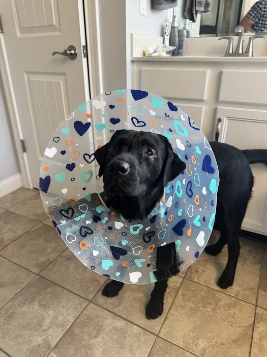 Bluegrass Veterinary Vision Picture 5