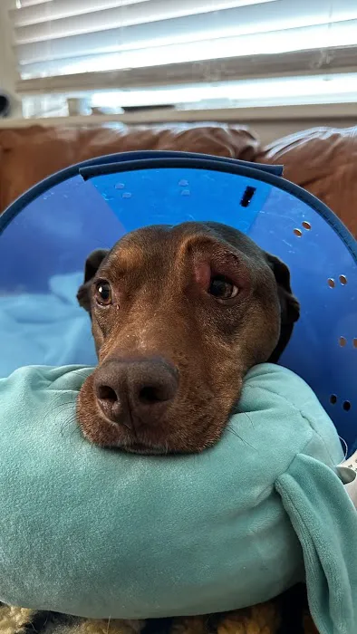 Louisville Veterinary Urgent Care Picture 4