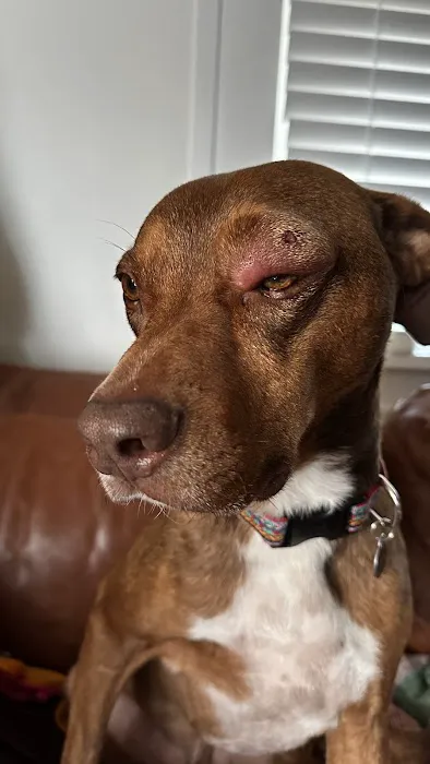 Louisville Veterinary Urgent Care Picture 7