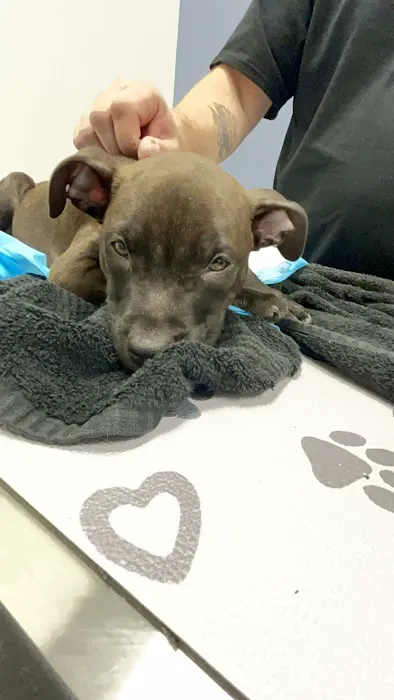 Louisville Veterinary Urgent Care Picture 8