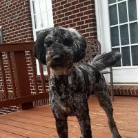 Shelbyville Road Veterinary Clinic ico