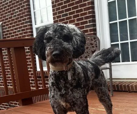 Shelbyville Road Veterinary Clinic