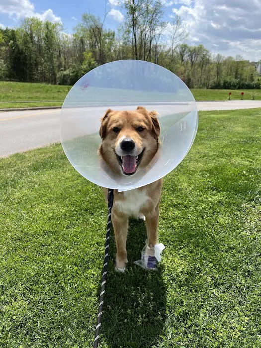 Shelbyville Road Veterinary Clinic Picture 6
