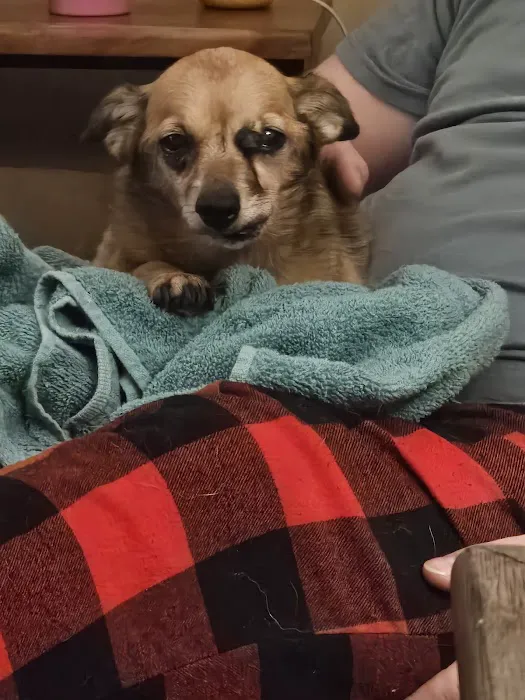 BluePearl Pet Hospital Picture 3