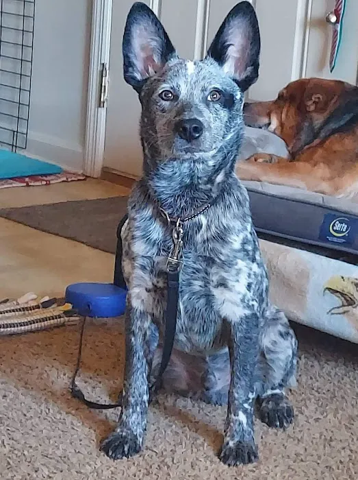 BluePearl Pet Hospital Picture 7