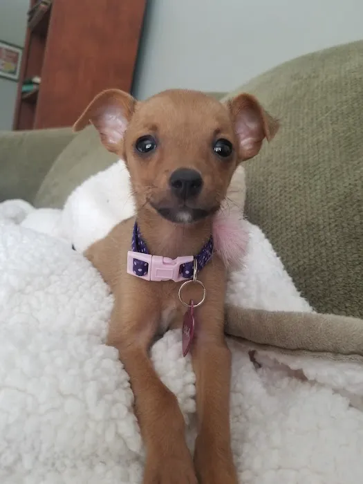 BluePearl Pet Hospital Picture 10