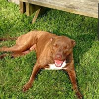 DownHome Veterinary Clinic, LLC ico