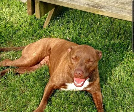 DownHome Veterinary Clinic, LLC