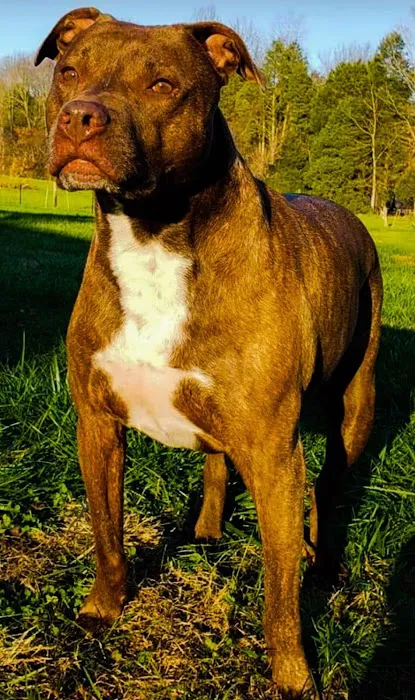 DownHome Veterinary Clinic, LLC Picture 2