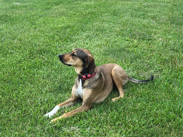 DownHome Veterinary Clinic, LLC Picture 3