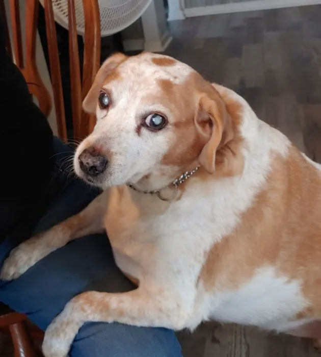 DownHome Veterinary Clinic, LLC Picture 9