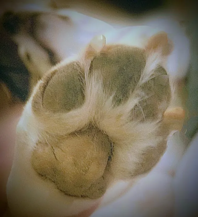 Dahlem Animal Hospital Picture 2