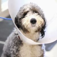 Humane Fort Wayne Spay/Neuter & Wellness Clinic ico