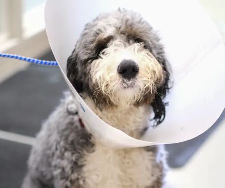 Humane Fort Wayne Spay/Neuter & Wellness Clinic