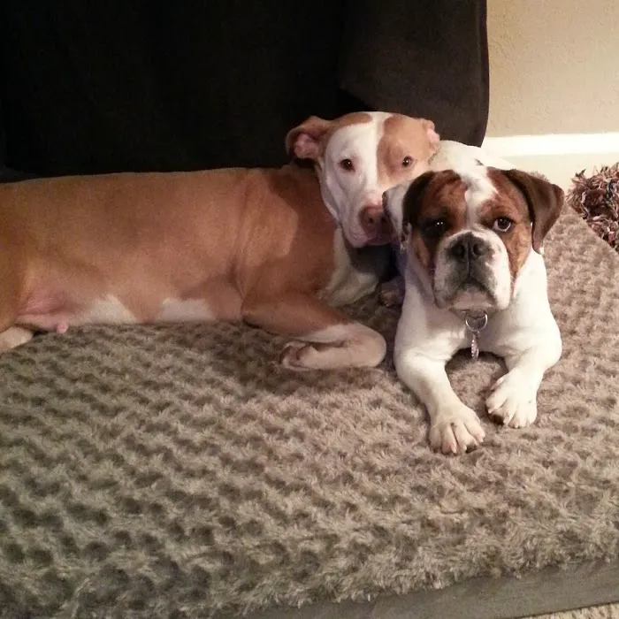 Humane Fort Wayne Spay/Neuter & Wellness Clinic Picture 5