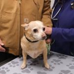 Humane Fort Wayne Clinic Plus