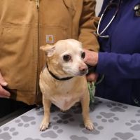 Humane Fort Wayne Clinic Plus ico