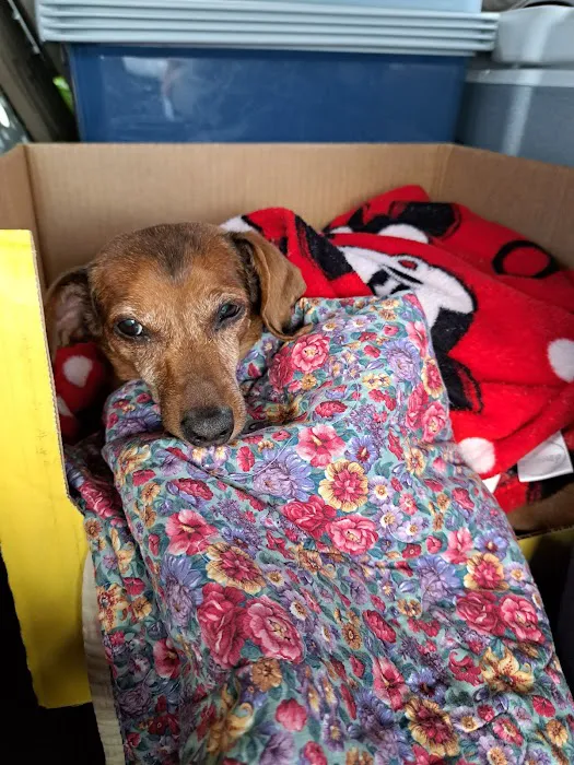 Buckeye Veterinary Hospital Picture 2