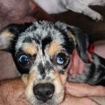 Hillcrest Vet Clinic