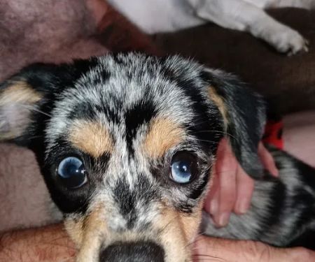 Hillcrest Vet Clinic