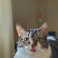 Northwest Veterinary Hospital ico