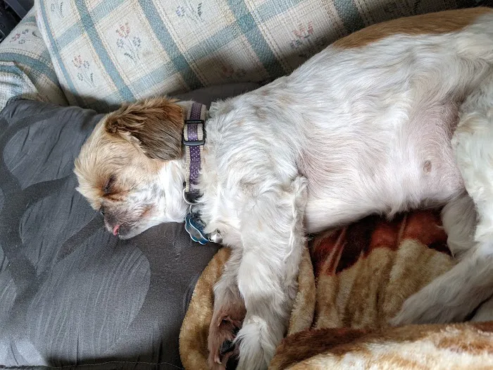 Morenci Veterinary Clinic Picture 1