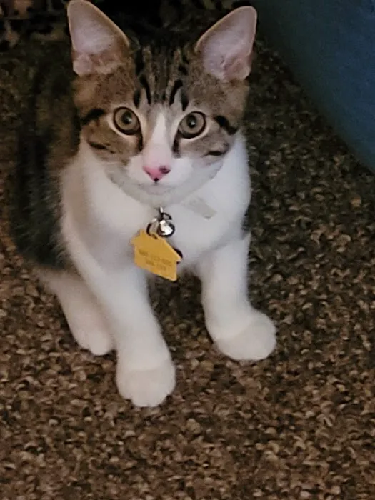 Morenci Veterinary Clinic Picture 9