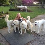 Shiery Animal Clinic Inc
