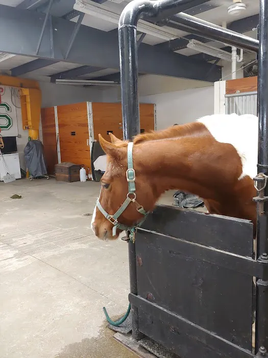 Shiery Animal Clinic Inc Picture 2