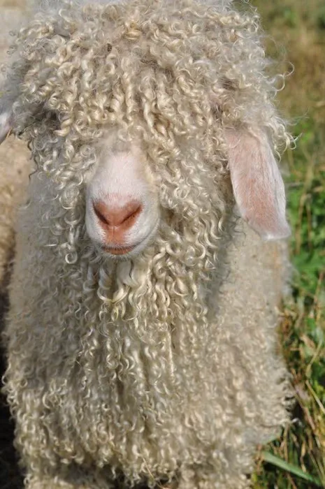 Shiery Animal Clinic Inc Picture 7