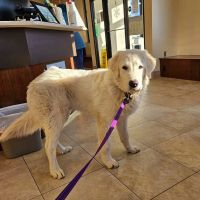 Fort Wayne Pet Hospital ico