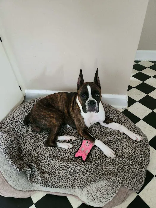 Fort Wayne Pet Hospital Picture 5