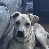 Bluffton Animal Clinic ico