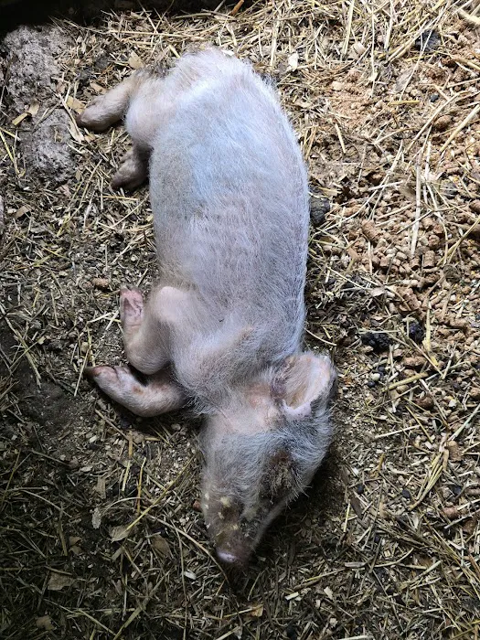 Bluffton Animal Clinic Picture 7