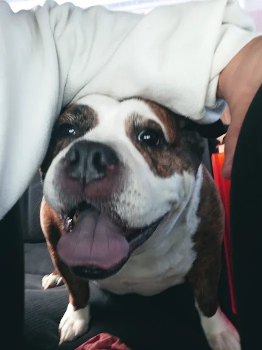 Bluffton Animal Clinic Picture 10