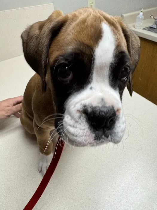 Decatur Veterinary Hospital Picture 2