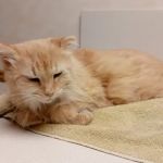 Decatur Veterinary Hospital