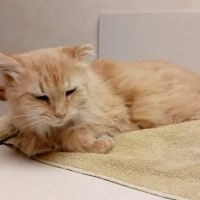 Decatur Veterinary Hospital ico