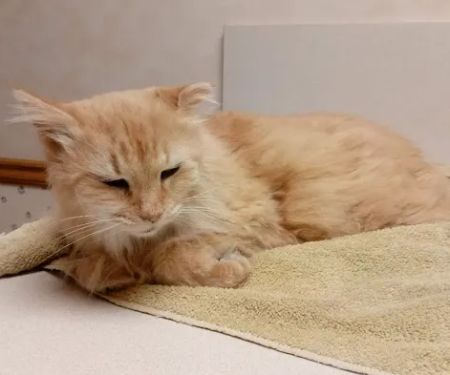 Decatur Veterinary Hospital