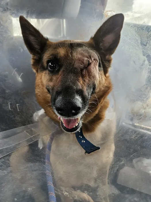 Decatur Veterinary Hospital Picture 8