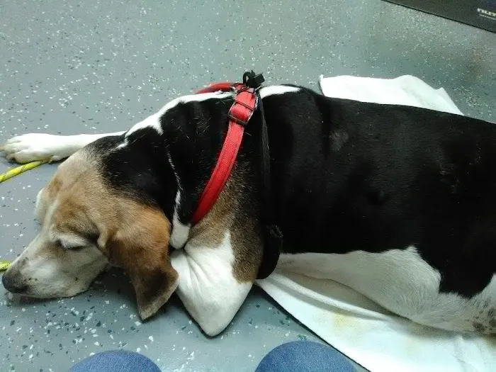 Honegger Animal Clinic Picture 3