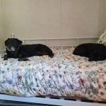 Eaton Veterinary Clinic