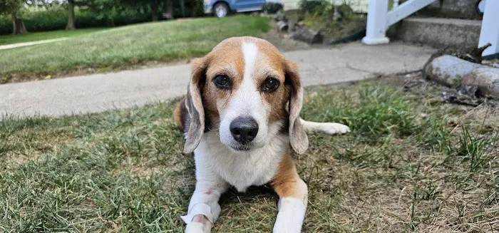 Hartford Animal Clinic Picture 6