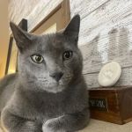 Maplewood Animal Hospital
