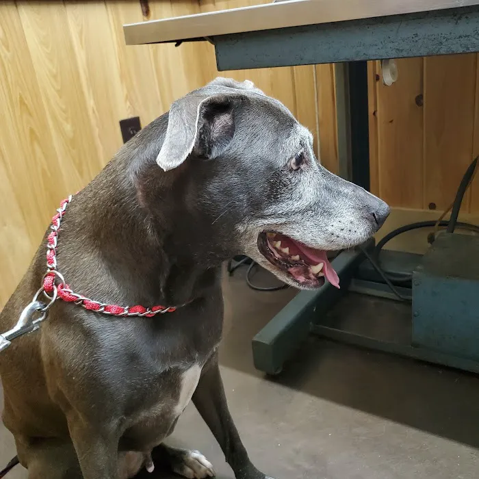 Martin Veterinary Services Picture 4
