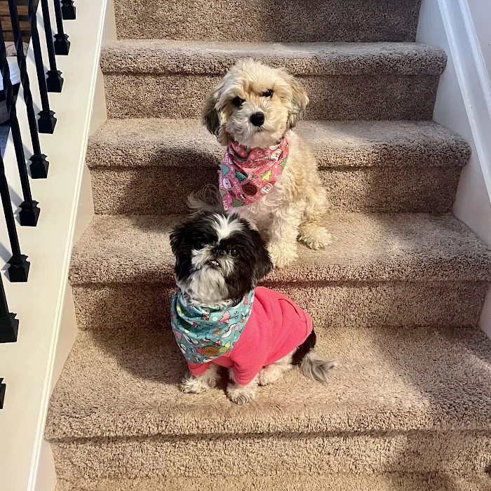 Walker Canine Care, LLC Picture 5