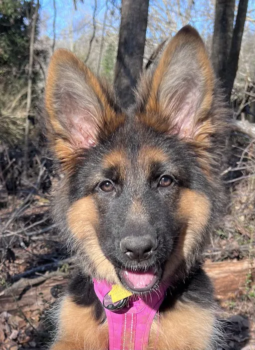 Walker Canine Care, LLC Picture 6
