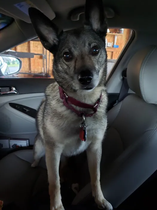 Wildflower Traveling Vet Picture 3